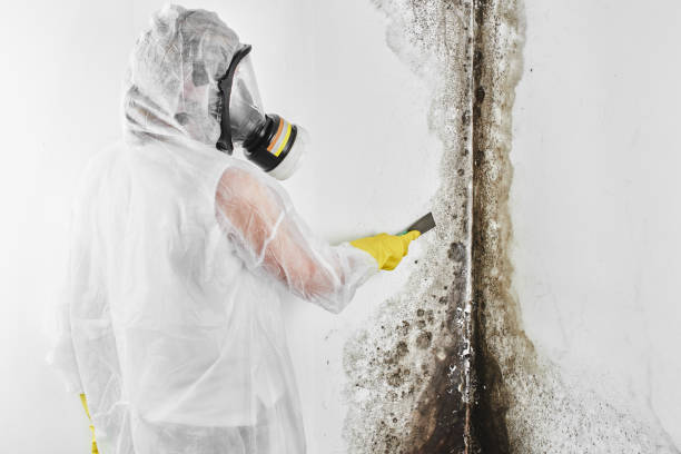 Attic Mold Removal in Eleele, HI