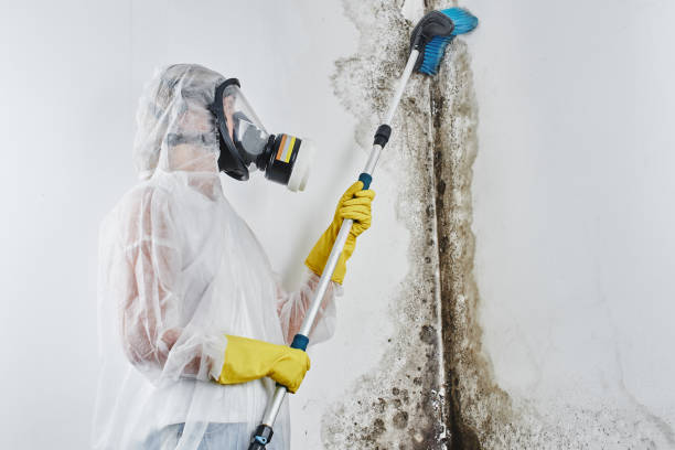 Attic Mold Removal in Eleele, HI