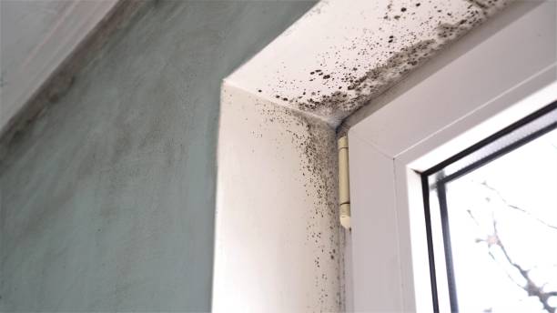 Mold Removal Process in Eleele, HI