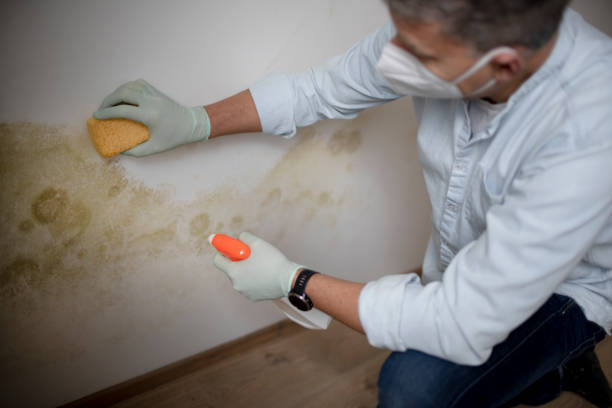 Crawl Space Mold Removal in Eleele, HI